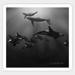 Whales in black and white Sticker